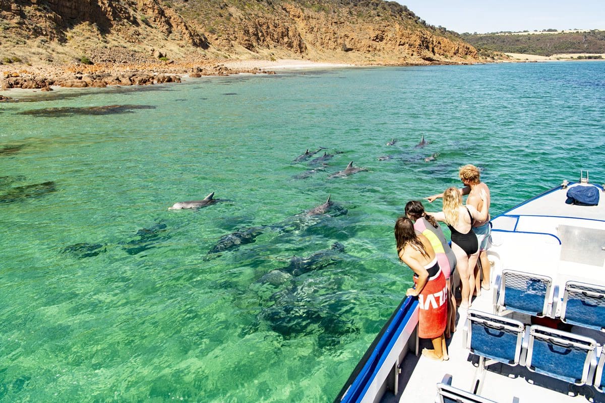 Dolphin viewing with Kangaroo Island Marine Adventures - Tourism Australia