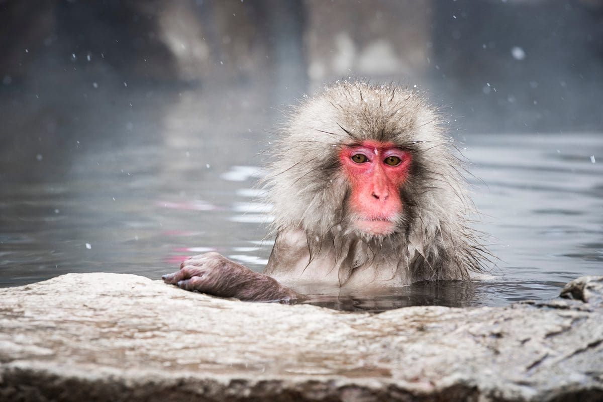 Japanese snow monkeys