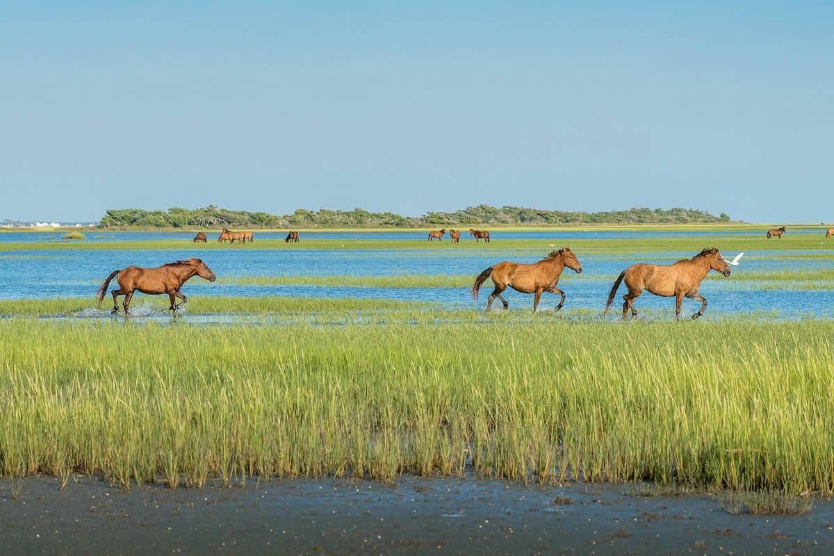 Wild horses in Rachel Carson Reserve on Carrot Island - Visit NC/C2 Photography