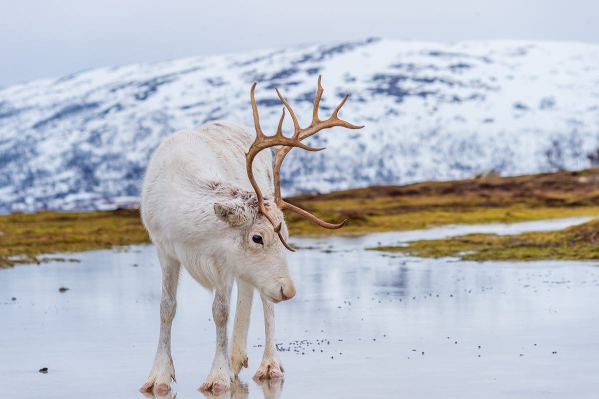 White reindeer of the Arctic north