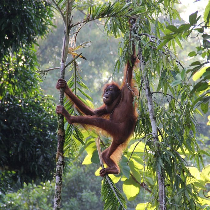 Orangutan in the Borneo rainforest