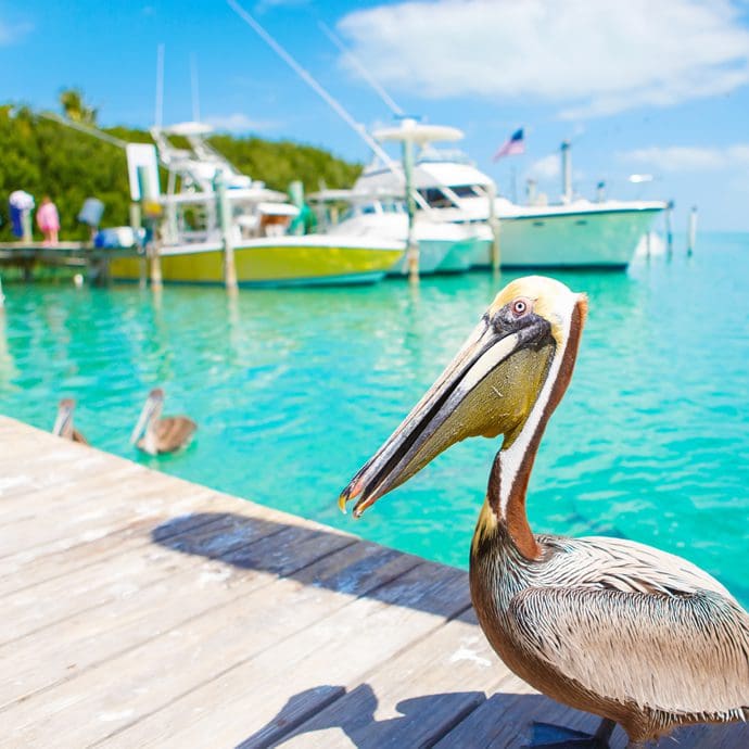 Pelican in Islamorada, Florida Keys