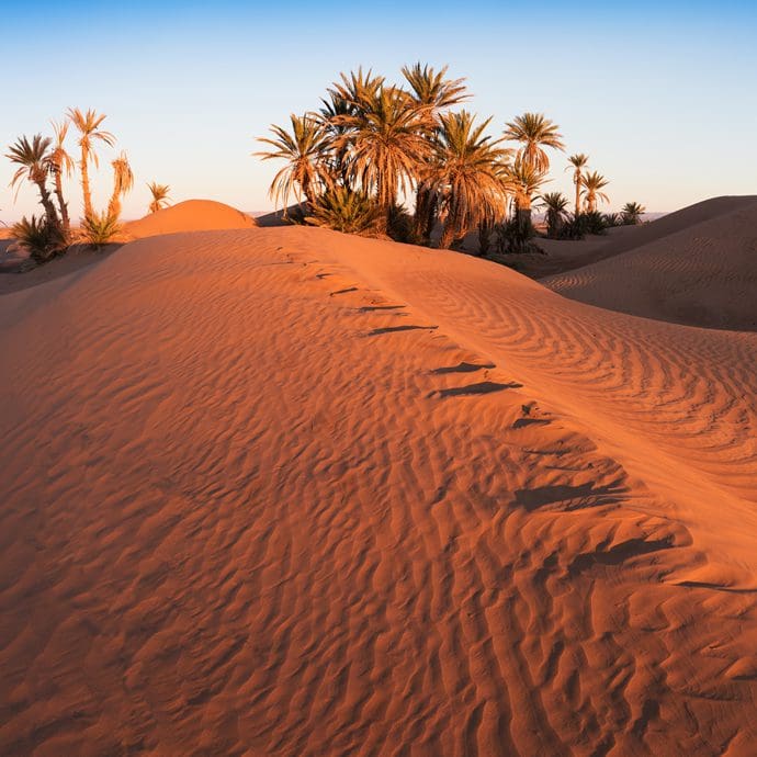 Sahara palms, Merzouga, Morocco