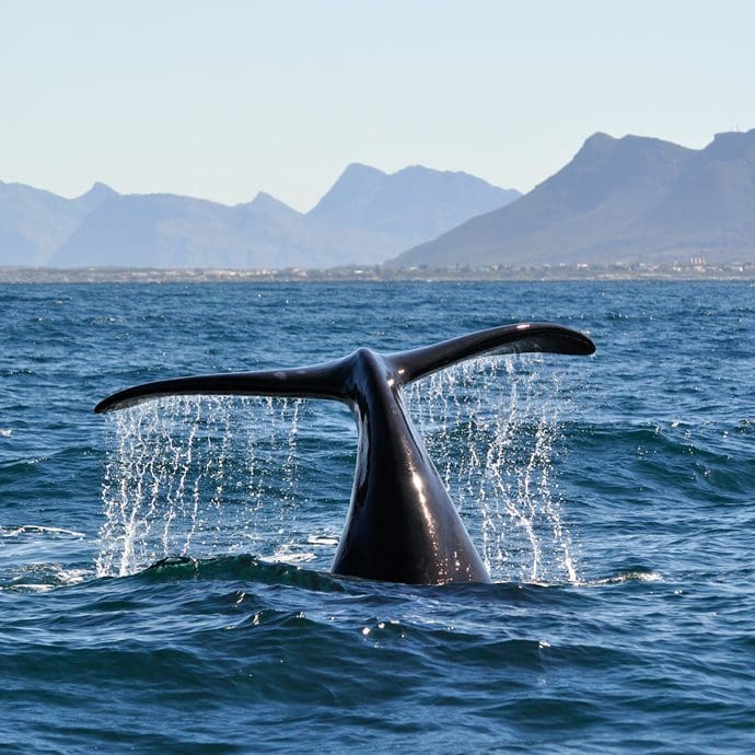Spotting whales in Hermanus, South Africa Spotting whales in Hermanus, South Africa
