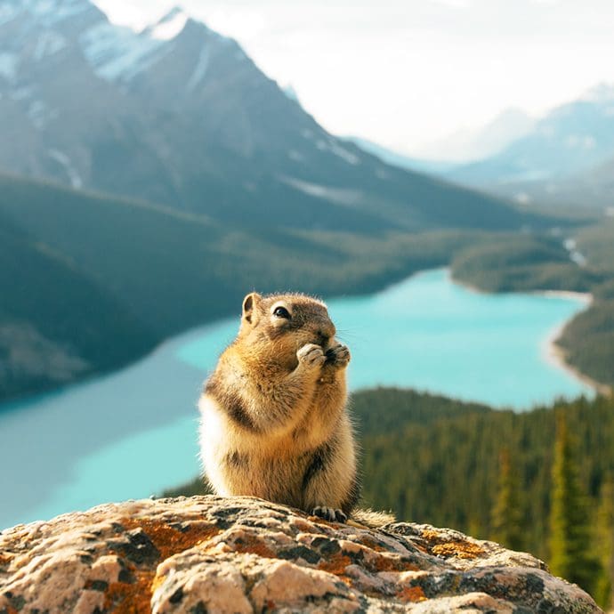 Squirrel above a rocky cliff above Peyto Lake, Banff - Stevin Tuchiwsky Squirrel above a rocky cliff above Peyto Lake, Banff - Stevin Tuchiwsky