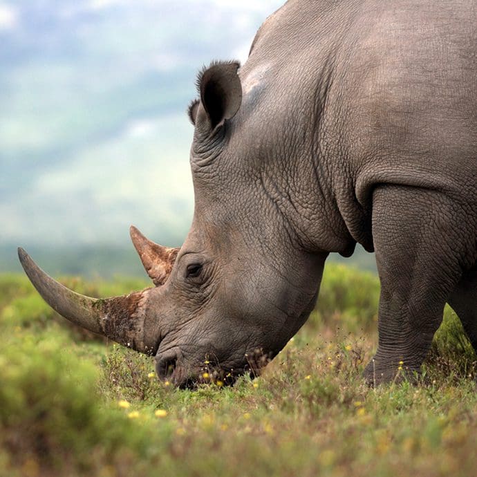 Beautiful rhino grazing in Kruger National Park Beautiful rhino grazing in Kruger National Park