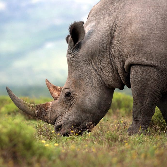 Beautiful rhino grazing in Kruger National Park