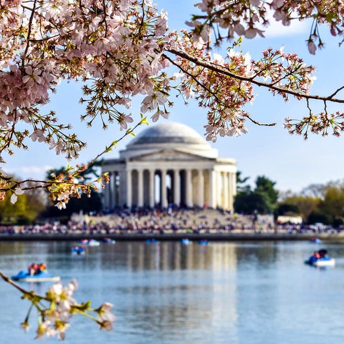 Jefferson Memorial and cherry blossoms - washington.org Jefferson Memorial and cherry blossoms - washington.org