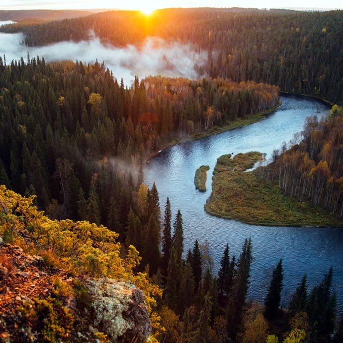 Bear Forest - Visit Finland/Guido Muratore