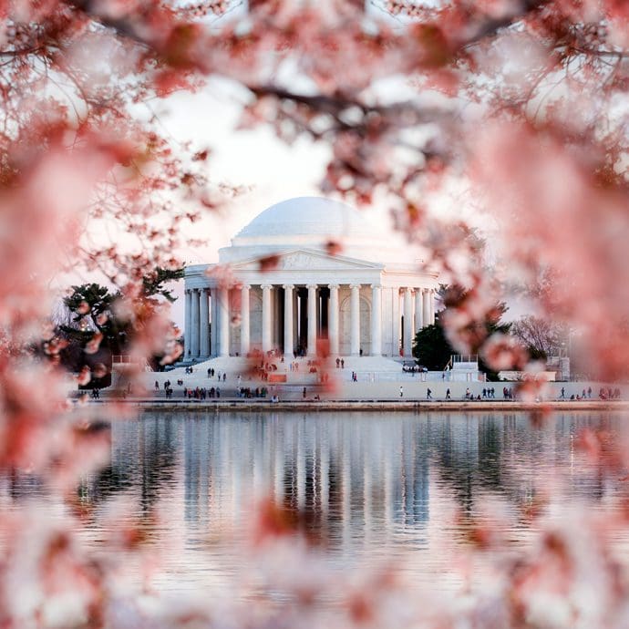 Cherry blossom season in Washington, DC - washington.org
