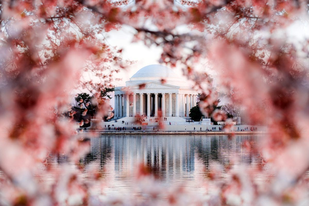 Cherry blossom season in Washington, DC - washington.org