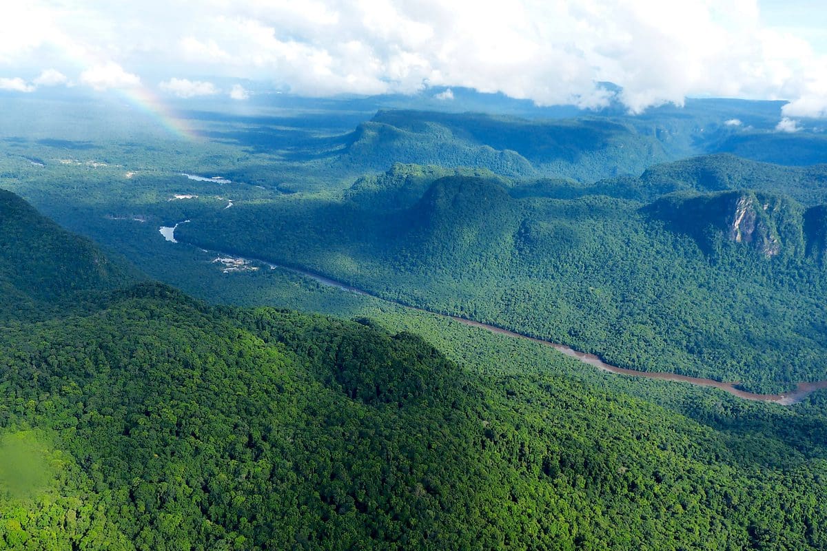 Aerial view of the Guyana rainforest