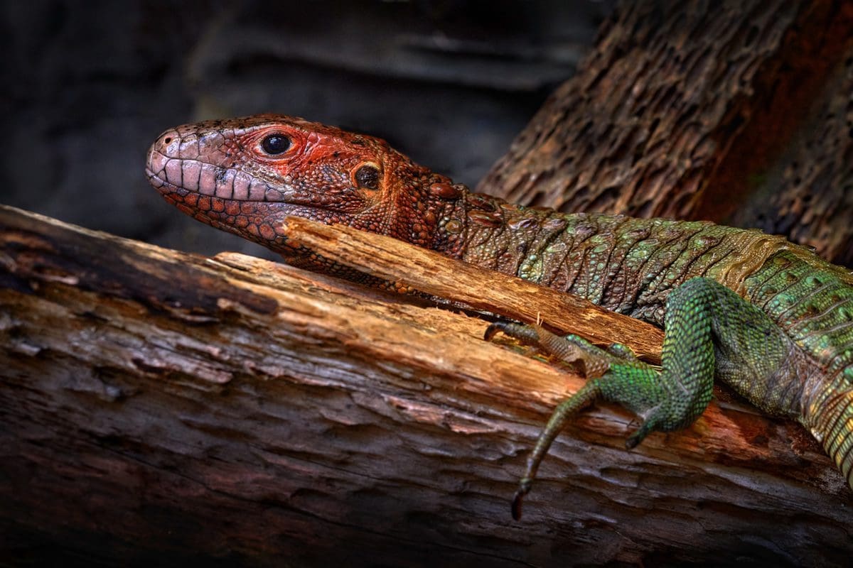 Guyana caiman lizard