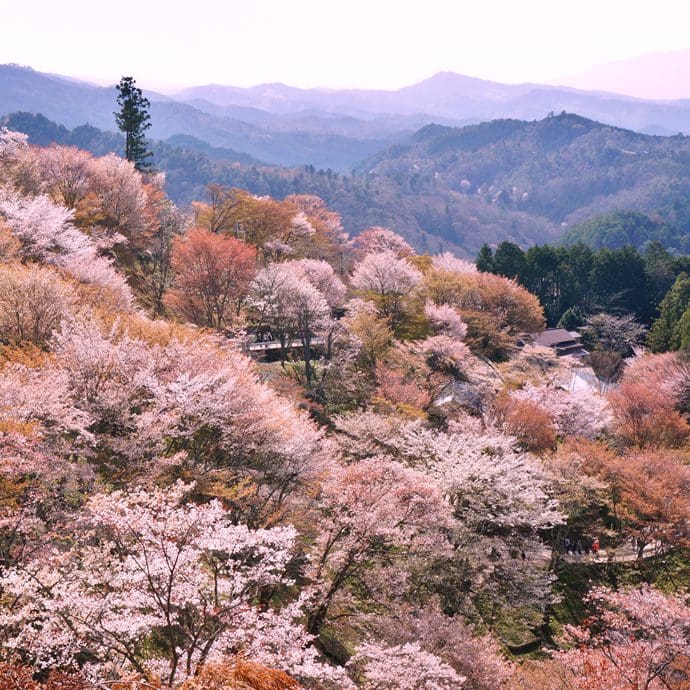 Cherry blossom of Mount Yoshino, Nara, Japan