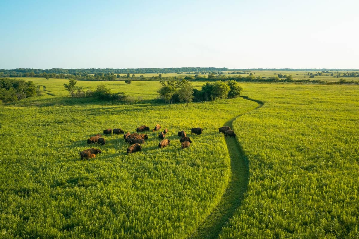 Prairie State Park - Missouri Division of Tourism