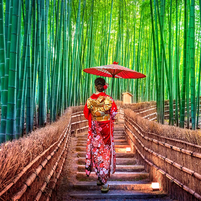 Japan's bamboo forest Japan's bamboo forest