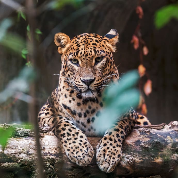 Sri Lanka leopard Sri Lanka leopard