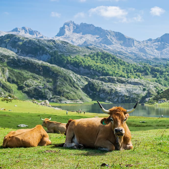 Cow by Lake Ercina, Los Picos de Europa Cow by Lake Ercina, Los Picos de Europa