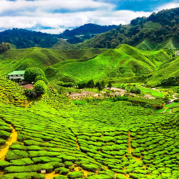 Tea plantations of the Cameron Highlands, Malaysia Tea plantations of the Cameron Highlands, Malaysia
