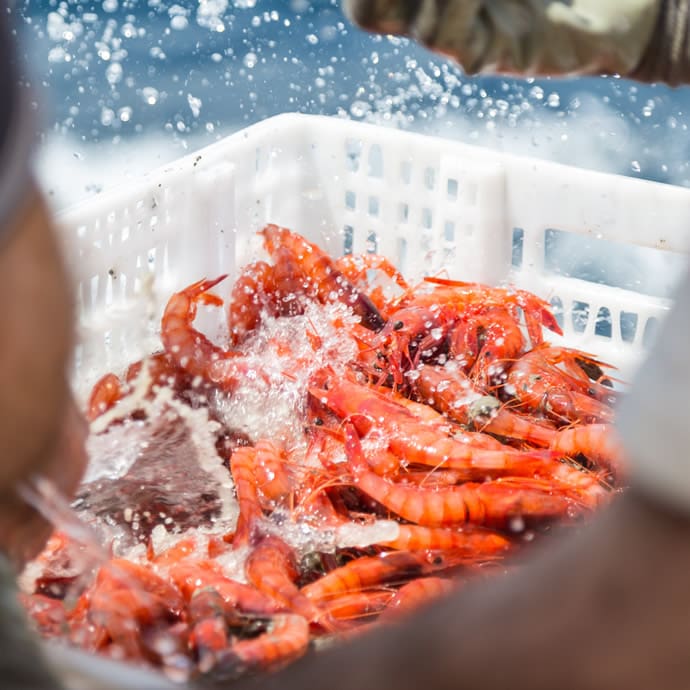Palamós Prawn Fair – PTCBG Image Archive/Sherry Ott Palamós Prawn Fair – PTCBG Image Archive/Sherry Ott