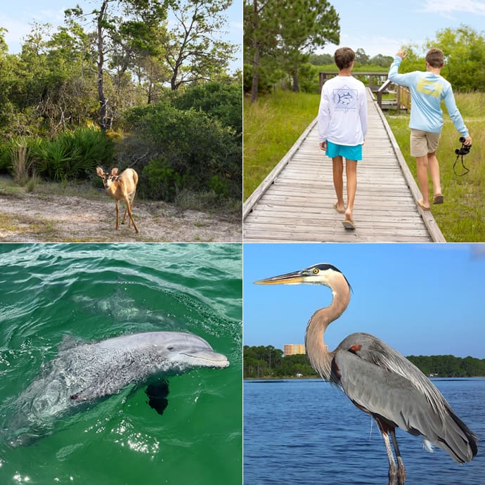 Wild Florida – Visit Panama City Beach