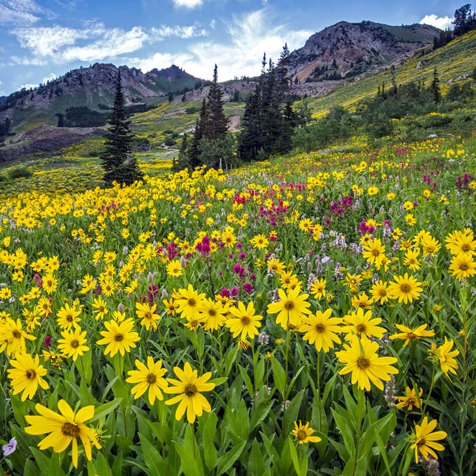Flowers in the Wasatch Mountains - Visit Utah/Jay Dash