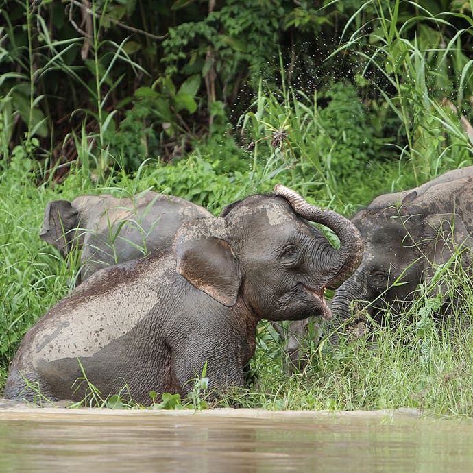 Bornean elephants - Sabah Tourism/Clement Liew