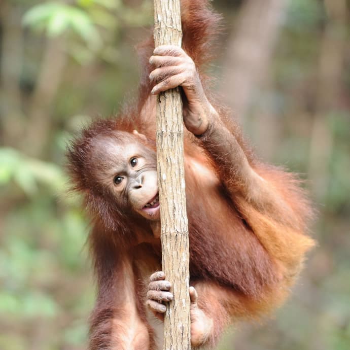 Young orangutan - Sabah Tourism/Lim Sheng Haw